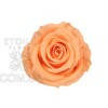 Роза Прнцесс 16гол. персиковый