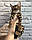 Хлопчик бенгал, (Сірий нашийник) ін. 06.07.2021. Бенгальські кошенята з розплідника Royal Cats. Україна, Київ, фото 10