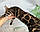 Хлопчик бенгал, (Сірий нашийник) ін. 06.07.2021. Бенгальські кошенята з розплідника Royal Cats. Україна, Київ, фото 5