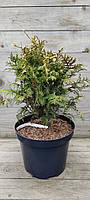 Кипарисовик горохоплідний Уайт Б'юті/ Chamaecyparis pisifera White Beauty С7,5/Н 40-60