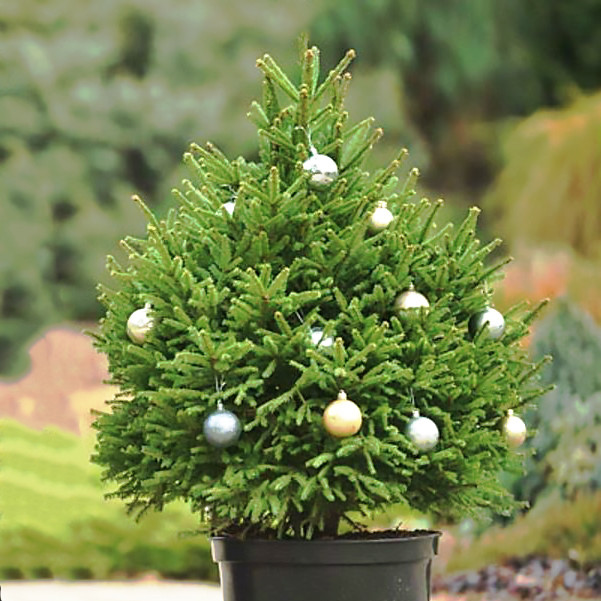 Саджанці ялини Глаука (Picea pungens Glauca) В ГОРЩИКУ жива, 5-ти річна