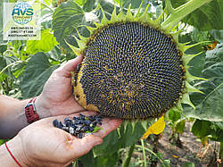 Кондитерський соняшник СПК. Врожайний сорт СПК 35ц/га. Насіння соняшника сорт СПК 90 днів. 1 репродукція. Фасування по 10кг та 20кг.