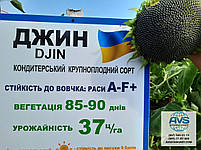 Соняшник Джин 36ц/га. Насіння соняшника Джинн вовчок A-F+. Кондитерський сорт Джин 85-90 днів., фото 8