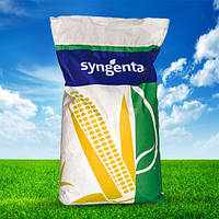 Семена кукурузы СИ Феномен Сингента STANDARD (Syngenta) ФАО: 220