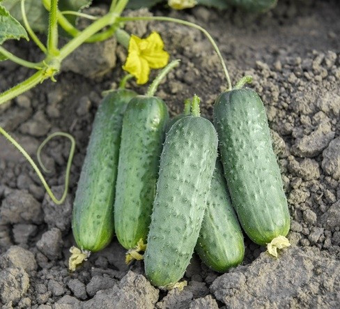 Насіння огірка Пролікс F1 (Proliks F1) Nunhems 1000