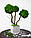 Стабілізоване дерево, топіарій із зеленого моху "Артіс Грін", трьоствольне, фото 4