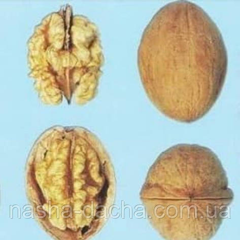 Волоський горіх Яровський 1 рік, фото 1