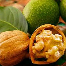 Волоський горіх Кочеренко 1 рік