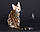Дівчинка бенгал, (Червоний нашийник) ін. 06.07.2021. Бенгальські кошенята з розплідника Royal Cats. Україна, Київ, фото 3