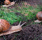 Сітка полімерна Tenax Для Равликів чорна 1х100м