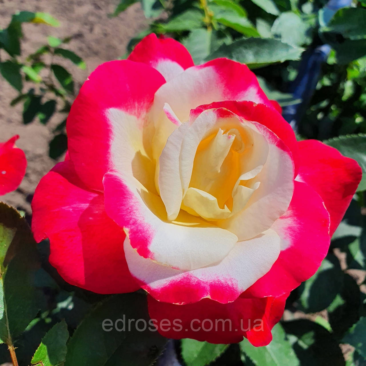 Дабл Делайт - Double Delight (Bush Rose): описание, характеристики, фото и отзывы
