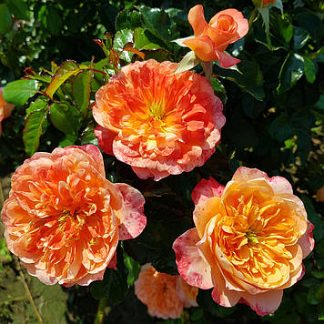 Самарітан, (Samaritan , King Arthur)