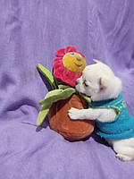 Собака маленька кімнатна породиста цуценя чихуа хуа чіхуахуа міні