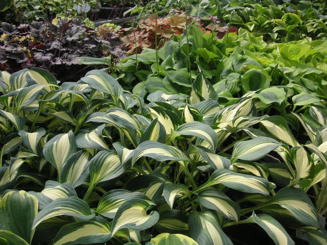 Хоста Pathfinder (Патфиндер) (ID#1521060209), цена: 150 ₴, купить на ...