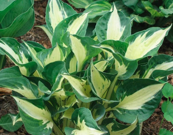 Хоста Pathfinder (Патфиндер) (ID#1521060209), цена: 150 ₴, купить на ...