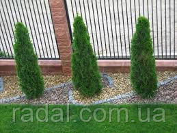 Туя західна Смарагд 95-105 см (Thuja occidentalis Smaragd)