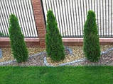 Туя західна Смарагд 200-220 см з комом (Thuja occidentalis Smaragd), фото 3