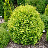 Туя західна Голден Глоб С2 (Thuja occidentalis Golden Globe), фото 3