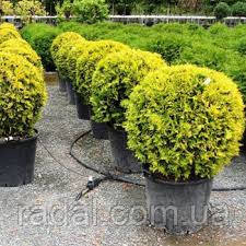 Туя західна Голден Глоб С2 (Thuja occidentalis Golden Globe)