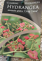 Гортензія в'юнка "Crûg Coral". Гортензия плетистая "Crûg Coral". Hydrangea anomala "Crûg Coral".