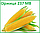 Гібрид кукурудзи Оржица 237 МВ (ФАО 240), фото 2