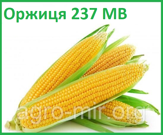 Ранньостиглий, тривалість кукурудзи Оржиця 237 МВ (ФАО 240)