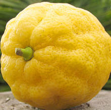 Лимон Нейн Паундер (найвеликий лимон у світі)