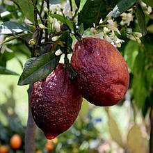 Лимон Россо