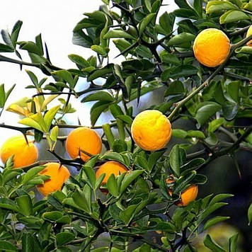 Понцирус трифоліату Летючий дракон