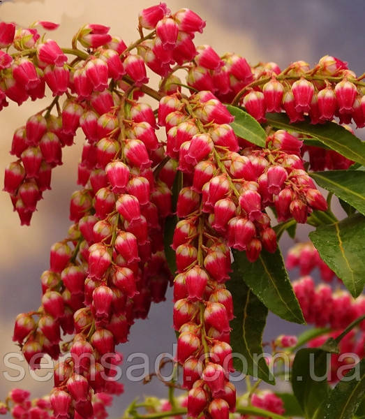 Пієріс японський Пассіон \ Pieris jap. 'Passion' (саджанці 2 роки)