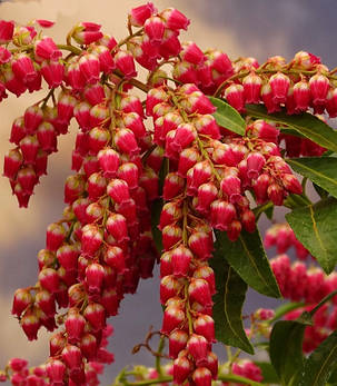 Пієріс японський Пассіон \ Pieris jap. 'Passion' (саджанці 2 роки), фото 2