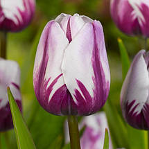 Арт-набір Violet Delight (Вайлет Дилайт), 7 цибулин тюльпанів, фото 6