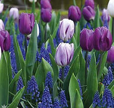 Арт-набір Violet Delight (Вайлет Дилайт), 7 цибулин тюльпанів, фото 3