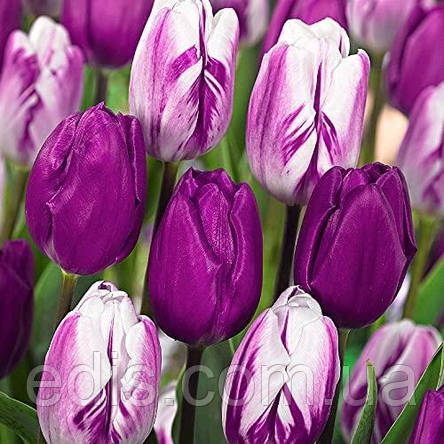 Арт-набір Violet Delight (Вайлет Дилайт), 7 цибулин тюльпанів, фото 1