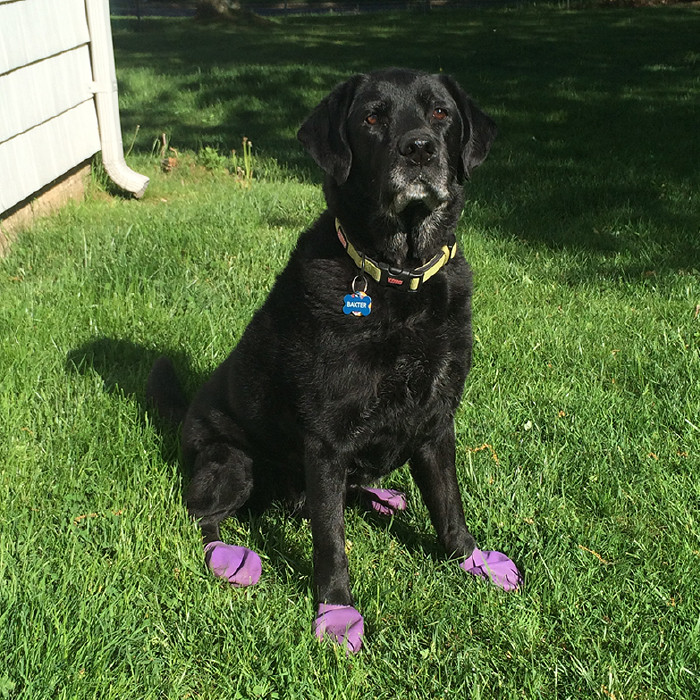 Резиновые носки - обувь для собак PAWZ (Поуз) размер L (12 штук) - фото 3 - id-p1522177063