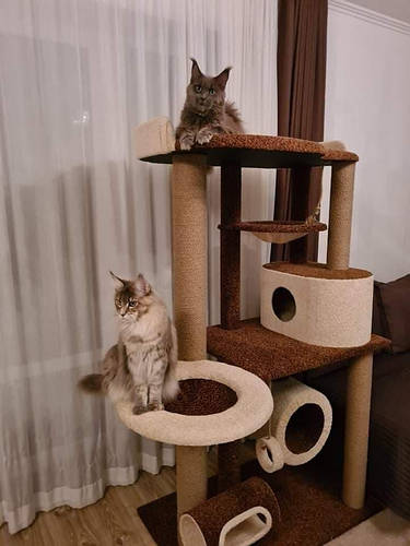 Petpals fawn top level 5 scratcher