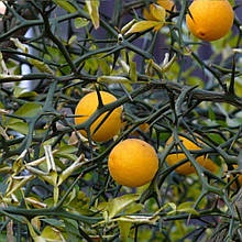 Лимон Трифоліату Монстроза Летючий Дракон