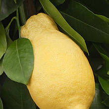 Лимон Адамо