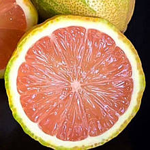 Лимон рожевий Сангвінеум