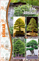 Насіння Дерева Ялина Аянська 10 шт "Бонсай" Рід.сім