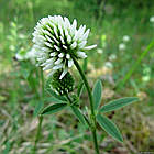 Семена Клевер белый Ривендел (Дания) Професійне насіння 50 г, фото 3