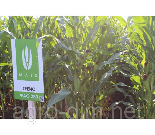Насіння кукурудзи Грейс (ФАО 280) Маис, фото 2