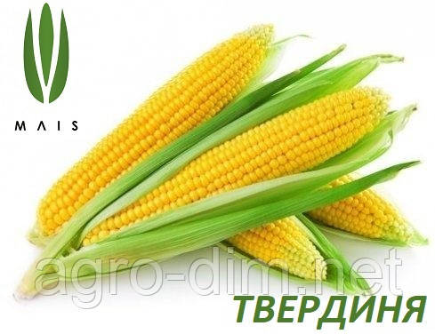 Насіння кукурудзи Твердня (ФАО 270) МАІС, фото 1