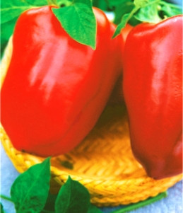 Насіння перцю Анастасія