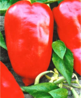 Насіння перцю Богатир, фото 1