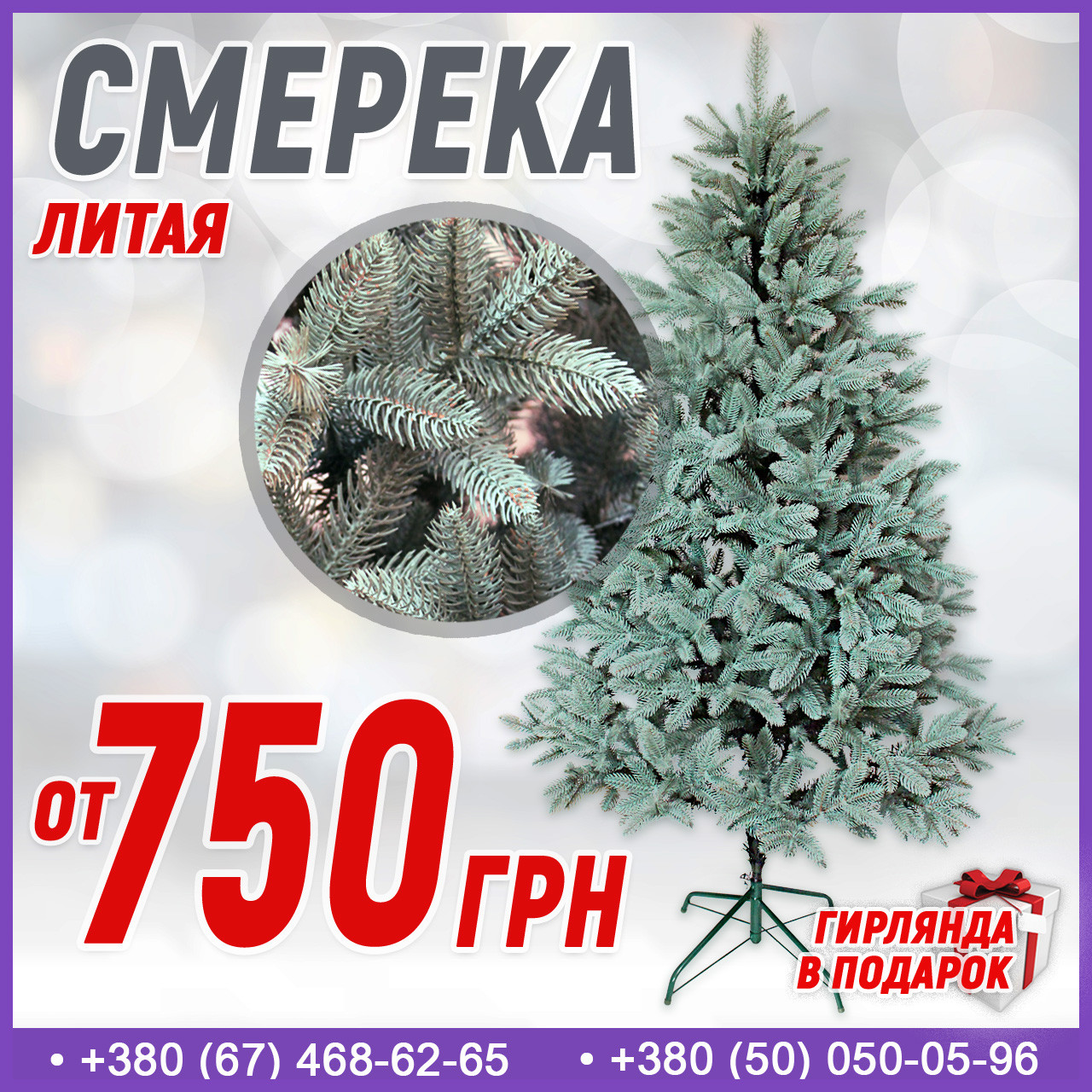 Ялинка лита попелясто-блакитна Смерека Преміум 1 м