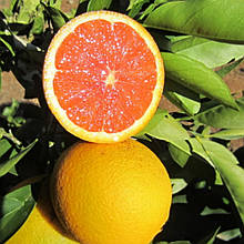 Апельсин Фрагола