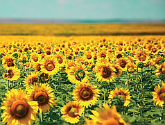 HC-X-7634 Нова-Сад (стандарт) насіння соняшника під Євро Лайтинг