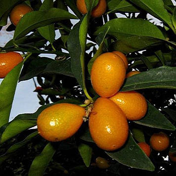 Кумкват Реале щеплений