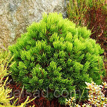 Сосна білокора Шмідті / С5 / Pinus Schmidtii, фото 6